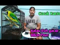 Download Lagu Mengenal Burung Cucak Rante dan Perawatannya Download Lagu Mengenal Burung Cucak Rante dan Perawatannya