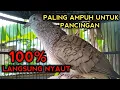 Download Lagu PERKUTUT BANGKOK GACOR SUARA PALING AMPUH UNTUK PANCINGAN PERKUTUT AGAR BUNYI 