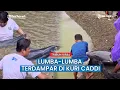Lagu Lumba-lumba Berbobot 300 Kg Terdampar di Pantai Kuri Caddi Maros