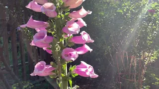 Bonny Doon in the Spring Samuel Barber Adagio Violin and Piano Edwin Huizinga Melinda Armstead