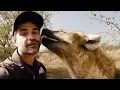 How Tough Are Hyenas The Lion Whisperer