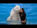 Download Lagu Beluga Whale Show At Yokohama Hakkeijima Sea Paradise 【4K】
