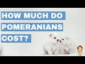 How Much Does A Pomeranian Cost Price Tips What Influences Price