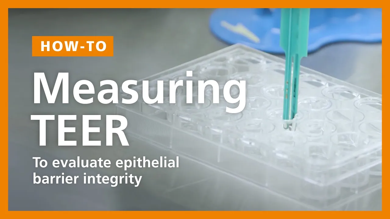 How to Perform a TEER Measurement to Evaluate Epithelial Barrier Integrity in ALI Cultures