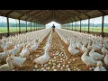 Download Lagu Simple way to make Ducks and Chickens to more eggs everyday