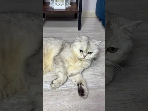 WHO LIKES CATS? #funny