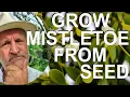 How to Grow Mistletoe from Seed