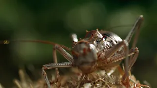 the enormous herd of birds and armored ground cricket 1080p