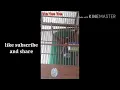 Download Lagu Burung jalilin unik kaya satpam