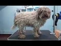 MATTED Lagotto Romagnolo Grooming Transformation