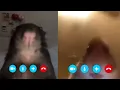 rat-calling-hamster mp4