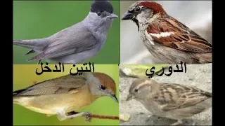 دمج جميع اصوات عصفور الدوري وعصفور التين الدخل 