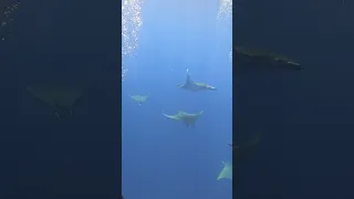 ✅ Ver la migración de la manta tarapacana