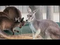 Inside a Kangaroo s Diet The Unseen Menu