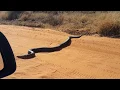 Huge Python seen in Lephalale