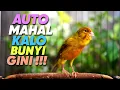 Lagu BURUNG Anda AKAN MAHAL Dengan Masteran Kenari Isian CIBLEK ini