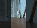 Download Lagu Kucing cinematic video #kucing #cinematic