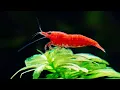7 Facts About Aquarium Shrimp That Will Surprise You