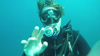 Shark Safari
