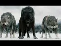 Download Lagu Twilight Wolves - Wolves