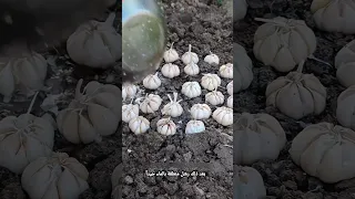 أسهل طريقة لزراعة نباتات الثوم 
