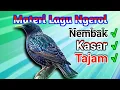 Lagu MASTERAN BURUNG,materi suara burung ngerol nembak