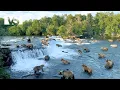 Download Lagu ALASKA SALVAJE | La Lucha Mortal por el Banquete del Salmón en el Norte - Documental Animales