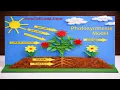 photosynthesis model 3d making step by step science project diy howtofunda still model