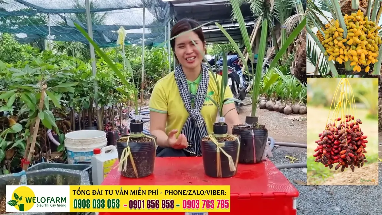 CHÀ LÀ TRỒNG BAO LÂU RA TRÁI - CÂY KINH TẾ CAO VÀ ĐÁNG TRỒNG | SIÊU THỊ CÂY GIỐNG WELOFARM