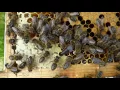 Apis mellifera mellifera queen