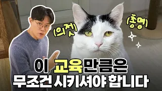 수의사가 추천하는 고양이 교육🧑‍🏫