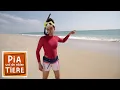 Download Lagu Die glibberige Welt der Quallen | Reportage für Kinder | Pia und die wilden Tiere
