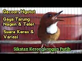 Download Lagu Gacoorr Ngotot / Suara keras / Gaya Nagen \u0026 Teler (Sikatan Kerongkongan Putih)