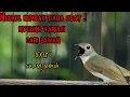Download Lagu SUARA NYA TERNYATA BIKIN RIBUT SANA SINI..!! SIKATAN RIMBA DADA COKLAT GACOR FARIASIAN