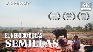 Semillas de ganancia | El negocio detrás de frutas y verduras | 4K