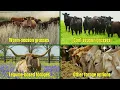 Types of Grass for Cattle Feed Best Options for Healthy Livestock