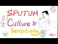 Sputum Culture and Sensitivity - Sputum Sample
