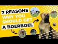 South African Boerboel Breeder Top 7 Reasons You Need One