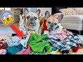 French Bulldogs EMBARRASSING Admission It s Laundry Day
