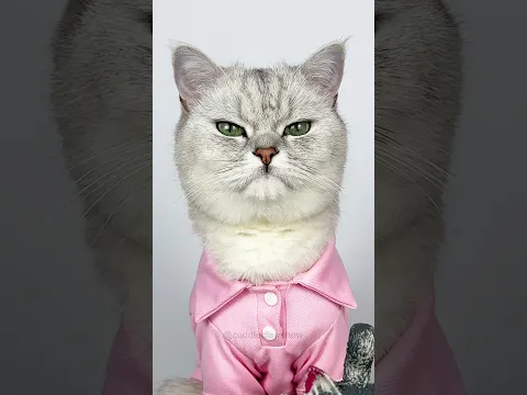 Hairbrush cleaning hack ππ€£ #shorts #cats