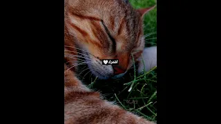 لمى شريف حلفتلي 