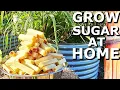 How to Grow a TON of Sugarcane Why It s GOOD For You