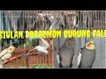 Download Lagu MASTERAN SIULAN DORAEMON UNTUK PANCINGAN BURUNG FALK