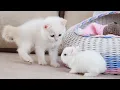 Download Lagu Wit katje en witte Tiny konijntjes 🐰