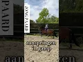 Download Lagu Aanspringen met een jong paard 🐎; eerst balans ⚖️ in draf