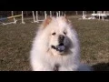 dogs 101 - chow chow