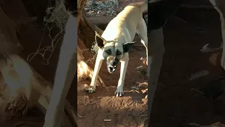 نباح كلب Bedouin Dog Voice Dog Sound Dog Barking Short Dog  نباح كلب Bedouin Dog Voice Dog Sound Dog Barking Short Dog