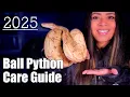 Ball Python Care Guide 2025