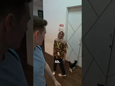 Cow Cat in Jakarta, Indonesia 🇮🇩