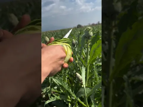 طريقة جميلة وسريعة في تقشير نبات الشوكية 🤩🤩
